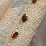 Bed Bug Epidemic Hits New York Top 3 Most Infested Cities Revealed