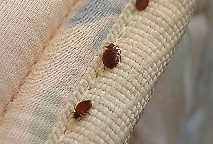 Bed Bug Epidemic Hits New York Top 3 Most Infested Cities Revealed