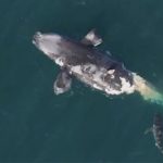 Endangered North Atlantic Right Whale Killed in Boat Collision off Florida