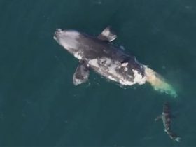 Endangered North Atlantic Right Whale Killed in Boat Collision off Florida