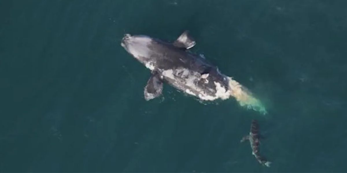 Endangered North Atlantic Right Whale Killed in Boat Collision off Florida