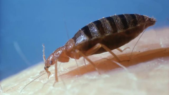 Florida's Bed Bug Battle, Top 3 Cities Infested and Struggling