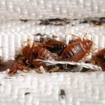 Florida's Bed Bug Battle, Top 3 Cities Infested and Struggling