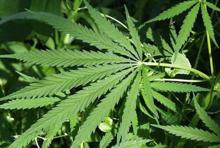 The Texas Debate Exploring the Actual Risks of Cannabis-Related Deaths in Texas