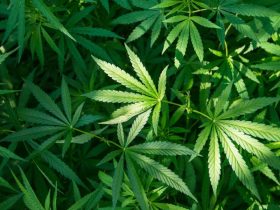 This Arkansas City Sets Record for Marijuana Consumption Rates