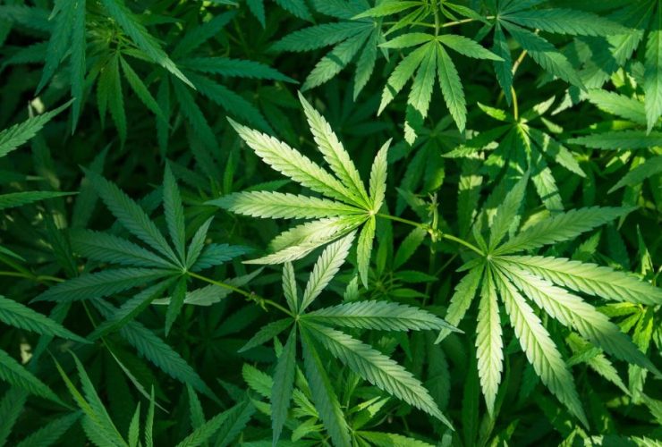 This Arkansas City Sets Record for Marijuana Consumption Rates