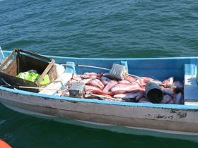 US Coast Guard's Fishing Operation 13 Fishermen Arrested, 2,160 Pounds of Illegal Fish Taken Out of Circulation