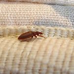 3 New Mexico Cities Where Bed Bugs Are More Common