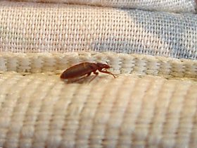 3 New Mexico Cities Where Bed Bugs Are More Common