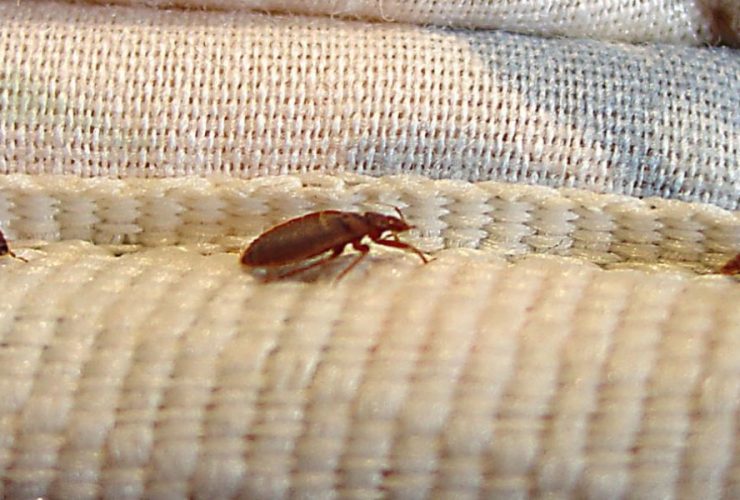 3 New Mexico Cities Where Bed Bugs Are More Common