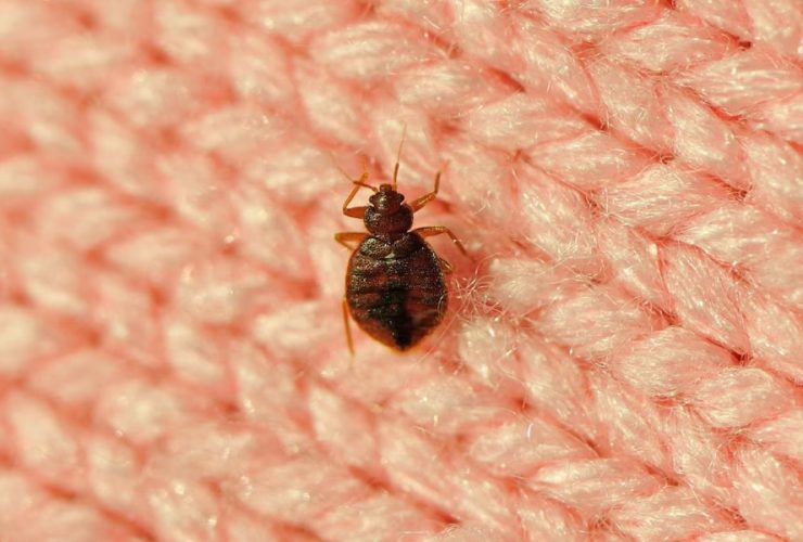 Alarming Rise of Bed Bug Cases Reported Across These 5 Arizona Cities