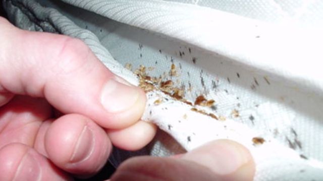 Bed Bug Battle Three Pennsylvania Cities Fight Back Against Infestations 