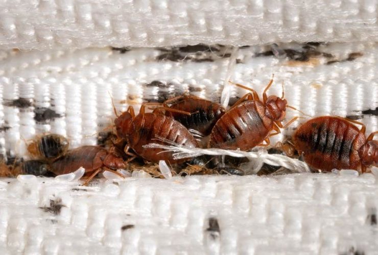 Bed Bug Battle: Three Pennsylvania Cities Fight Back Against Infestations