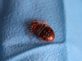 Bed Bugs Spread Rampantly Across Three Illinois Urban Centers