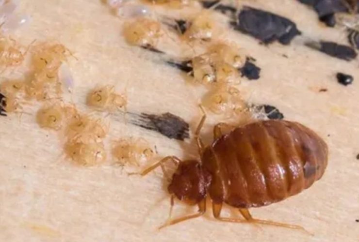 Bugged Out: 3 Texas Cities Battling Bed Bug Invasions