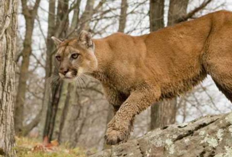 Fatal Mountain Lion Attack Leaves One Dead, Another Injured in Northern California