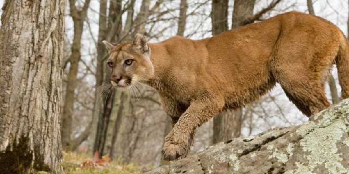 Fatal Mountain Lion Attack Leaves One Dead, Another Injured in Northern California