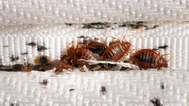Infestation Alert 3 California Urban Centers Plagued by Bed Bugs