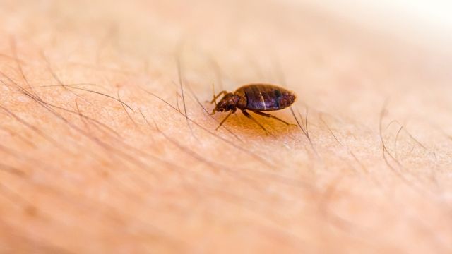 Infestation Alert: 3 California Urban Centers Plagued by Bed Bugs