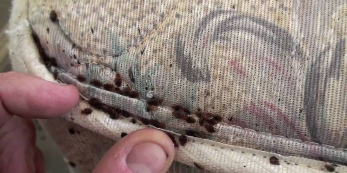 Infestation Alert: 3 California Urban Centers Plagued by Bed Bugs
