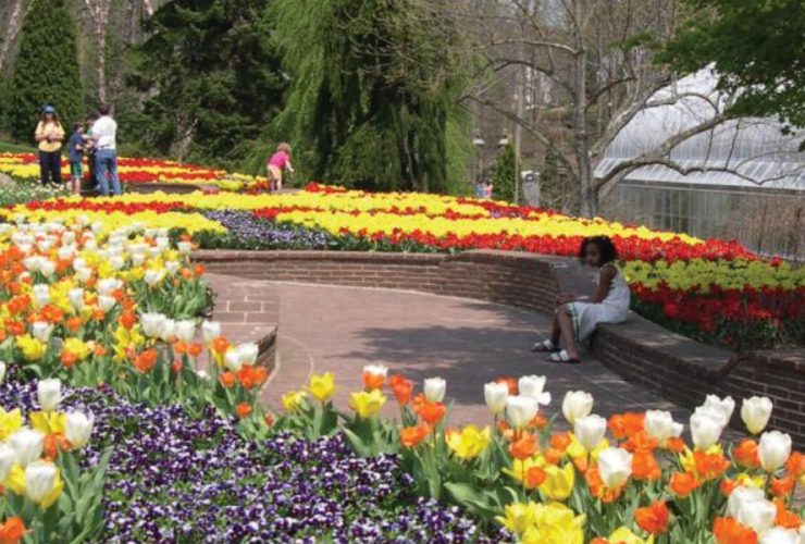 Maryland's Spring Spectacle: Five Towns to Experience the Magic