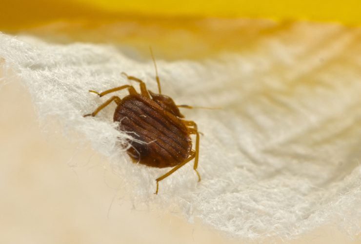 New Jersey's Bed Bug Nightmare: 3 Cities Hit Hardest