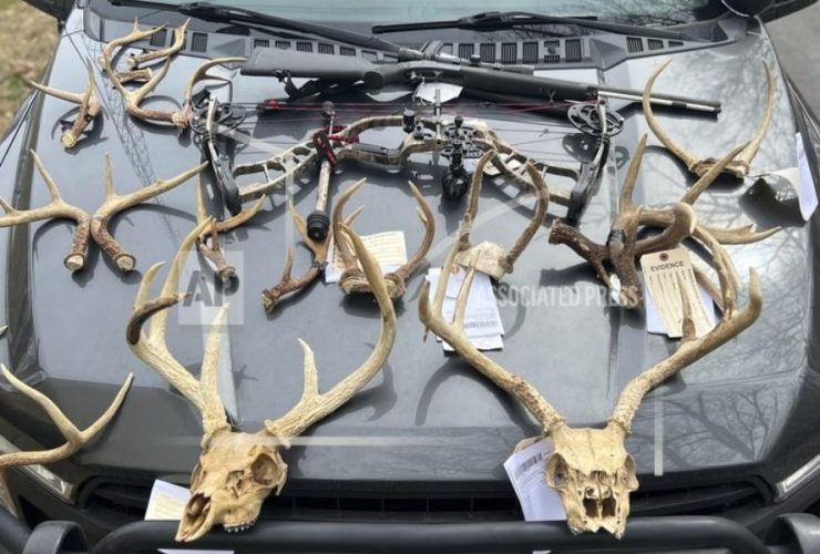 Tennessee Man Behind Bars for Poaching Deer and Confronting Landowner