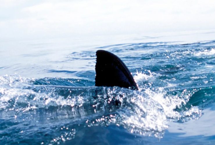 Two Massive Sharks Spotted Within Minutes Near the Florida- Georgia Line