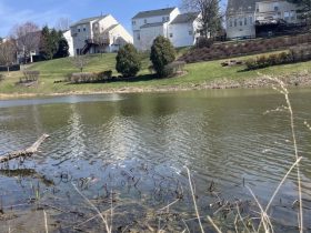 Virginia Police Launch Probe into Late-Term Fetus Found in Local Pond