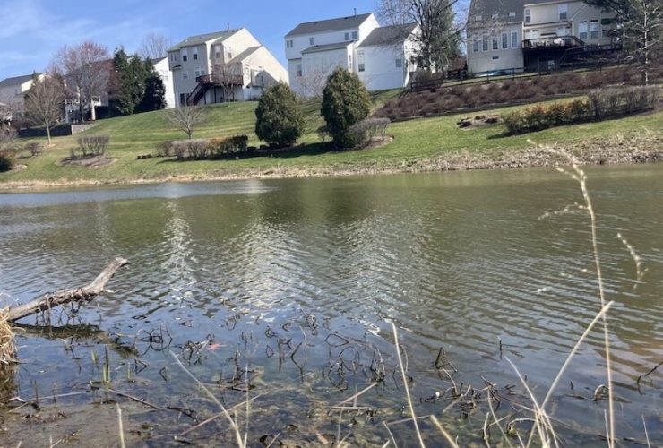 Virginia Police Launch Probe into Late-Term Fetus Found in Local Pond