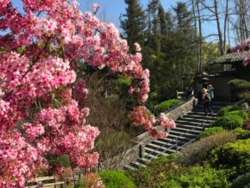 Where to Wander Among Cherry Blossoms in LA