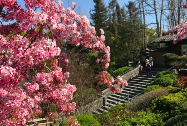 Where to Wander Among Cherry Blossoms in LA