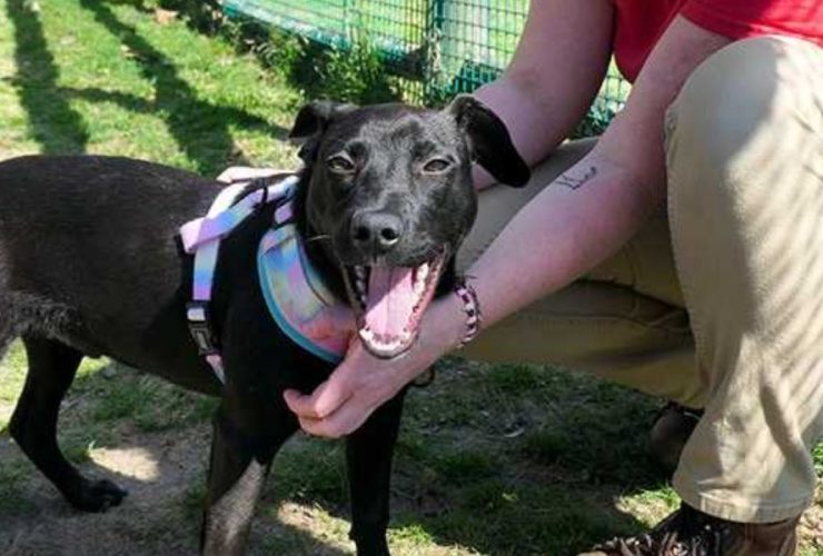 Brave Survivor: Gunshot Wounded Puppy Ready for a New Beginning in Massachusetts