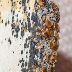 Bugged Out: 3 Arkansas Towns Grappling with Bed Bug Infestations