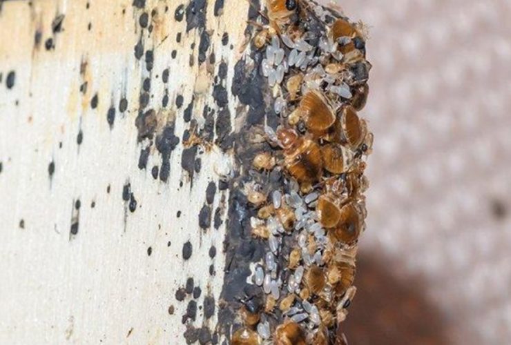 Bugged Out: 3 Arkansas Towns Grappling with Bed Bug Infestations