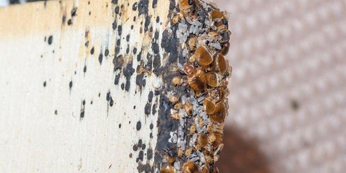 Bugged Out: 3 Arkansas Towns Grappling with Bed Bug Infestations