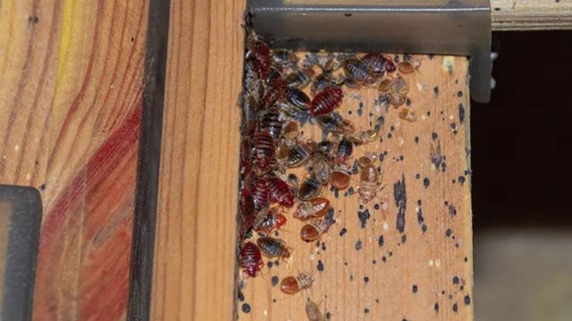 Bugged Out 3 Arkansas Towns Grappling with Bed Bug Infestations 