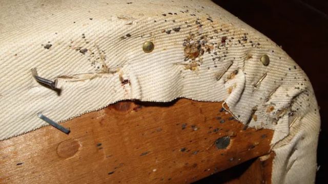 Bugged Out: 3 Arkansas Towns Grappling with Bed Bug Infestations