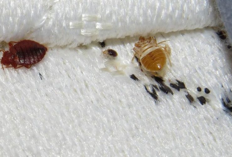 Indiana's Bed Bug Battlefield: Three Cities in the Trenches