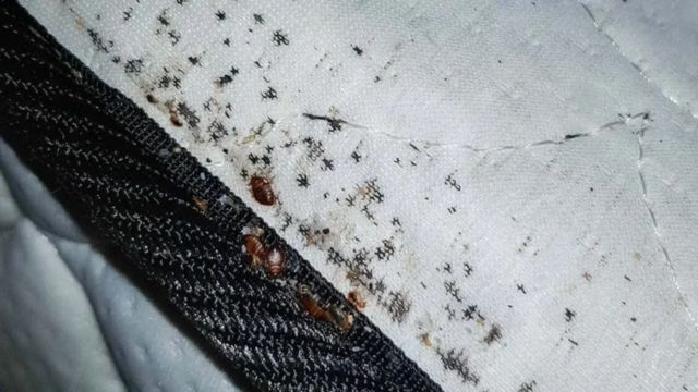 Insect Invasion: 5 Ohio Cities Combatting Bed Bug Onslaught