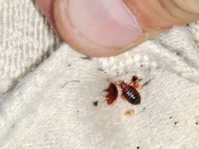 Insect Invasion: 5 Ohio Cities Combatting Bed Bug Onslaught