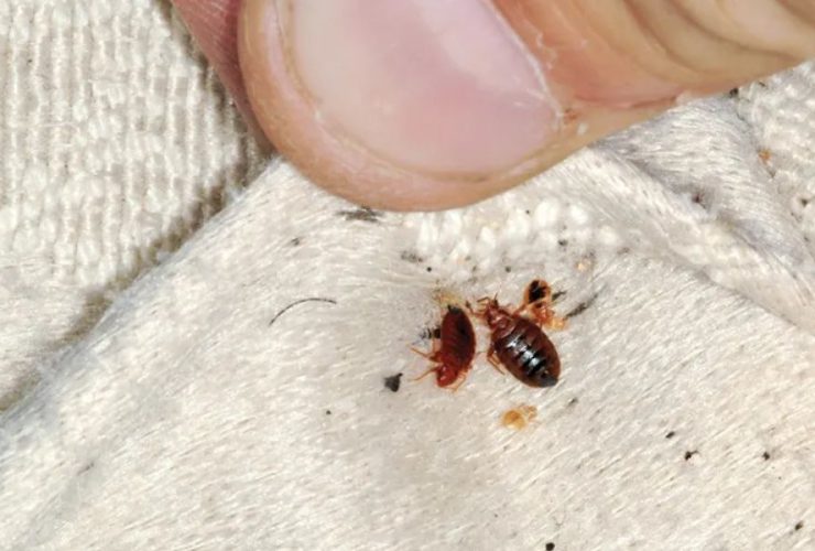 Insect Invasion: 5 Ohio Cities Combatting Bed Bug Onslaught