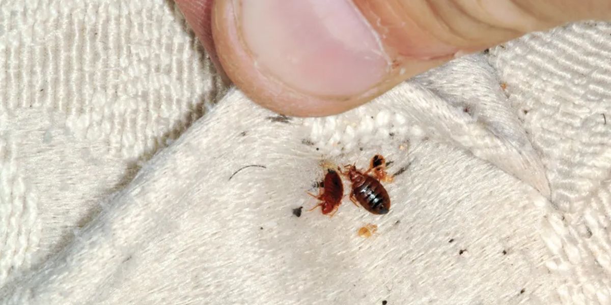 Insect Invasion: 5 Ohio Cities Combatting Bed Bug Onslaught