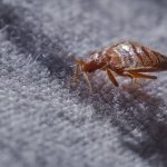 Invasion Alert: 3 Wisconsin Cities Confronting Bed Bug Epidemic