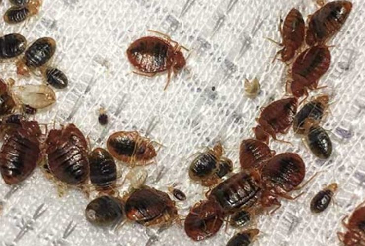 Michigan's Bed Bug Battlefront: 3 Cities on the Front Lines