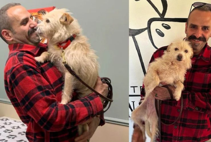 Missing dog from California found more than 2,000 miles away in Michigan
