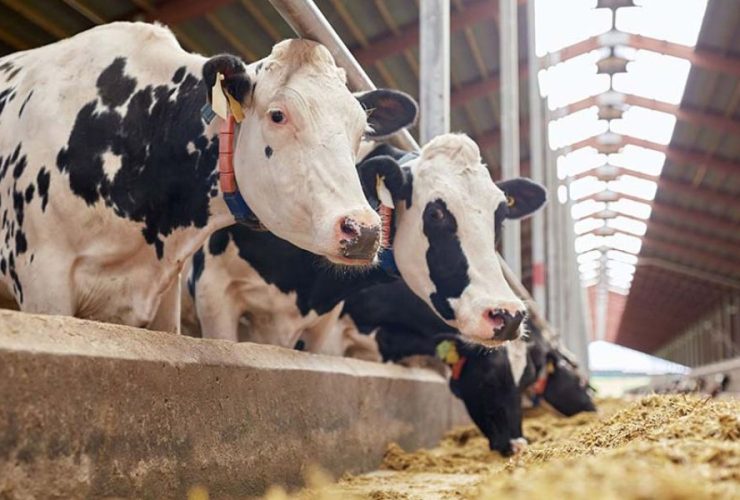 New Threat U.S. Dairy Cows Test Positive for Bird Flu Virus