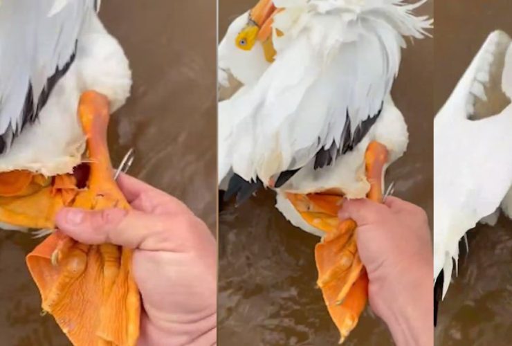Oklahoma Trooper's Wildlife Rescue Pelican Freed from Hook
