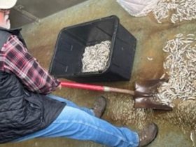 Oregon Authorities Nab Culprit Behind Chinook Salmon Massacre