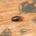 Oregon's Bed Bug Battleground Three Cities Struggle to Eradicate Pests